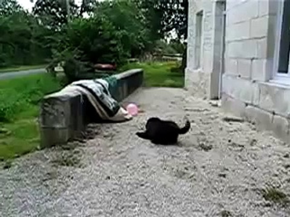 Perro Loco Ataca A Globo! ★ Perros Locos Humor Divertidos Chistosos risa