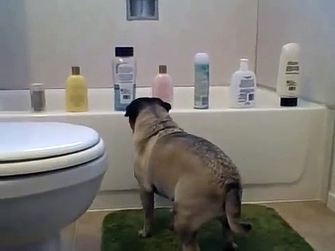 Perro No Le Gusta Las Botellas De Shampoo! ★ Perros Locos Humor Divertidos Chistosos risa