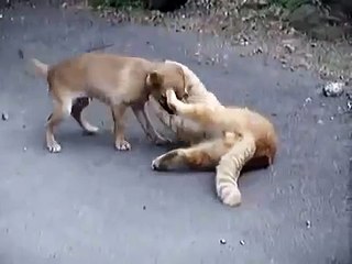 Perro Y Gato Pelean o Juegan ★ Gato divertido gato chistoso gato tierno loco risa humor