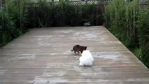 Perro Y Gatos Se ADORAN! ★ humor gatos - video divertido gatos