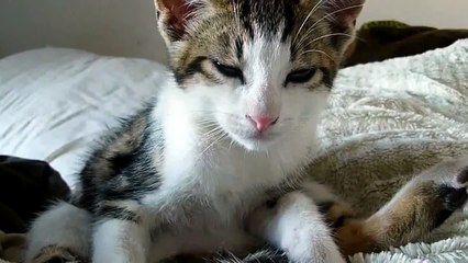 Que Gato Tan Guapo! ★ Gato divertido gato chistoso gato tierno loco risa humor