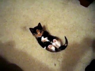 Que Gato Tan Hermoso! ★ Gato divertido gato chistoso gato tierno loco risa humor