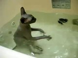 Que Lindo Ver Un Gato Feliz En El Agua! ? humor gatos - video divertido gatos chistosos risa gato