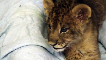 Львенок пытается рычать первый раз в жизни