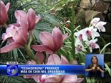 Orquídeas del Ecuador