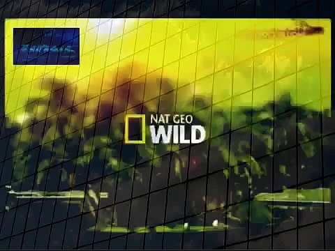 Monkey attacking Lion Very Unusual and Rare Video Best Wild Animal Videos Animal Attacks And Loves