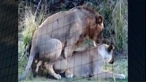 Lion Making Love Mating Animals   Animal Attacks And Loves when animals attack