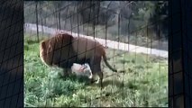 Lion Protecting Girl Best Wild Animal Videos   Animal Attacks And Loves when animals attack