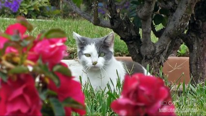 Fails de Gatos compilação #1 ( Cat Fails Compilation)
