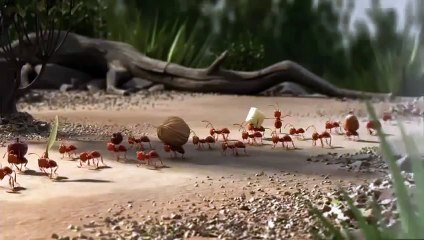 Le voyage en groupe - Publicité animation