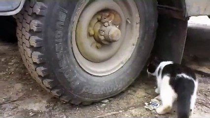 فأر يختبئ من قط بطريقة مدهشة