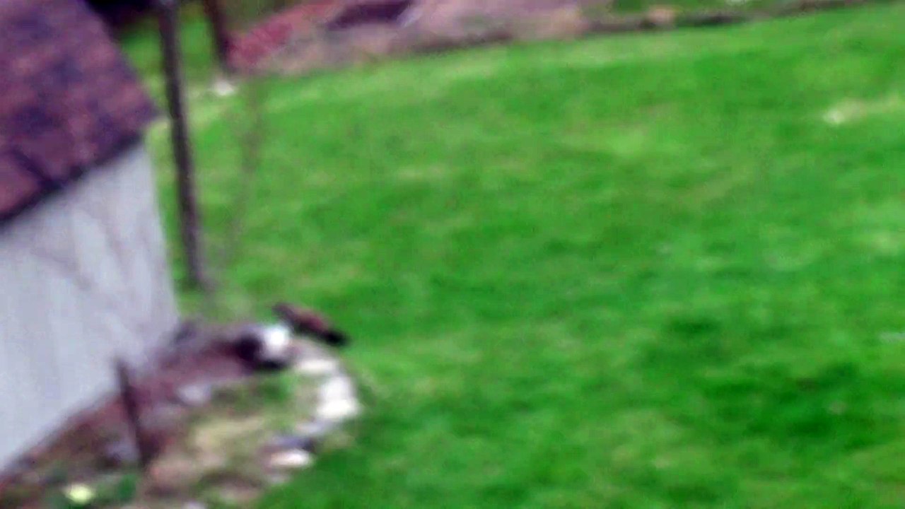 Groundhog slams into propane tank ringing it like a bell.