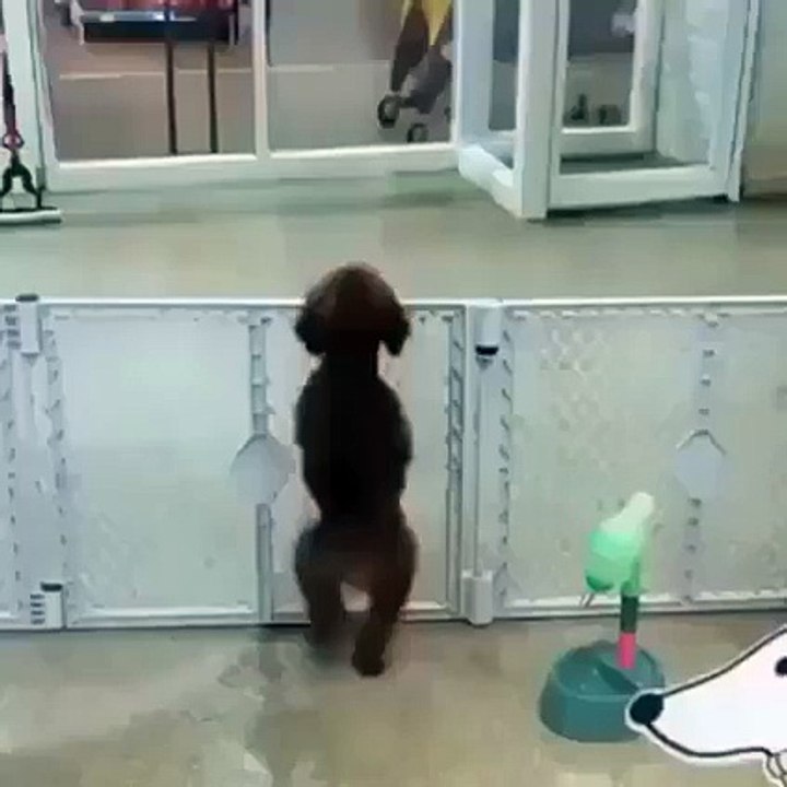 Dancing Dog Funny Clip