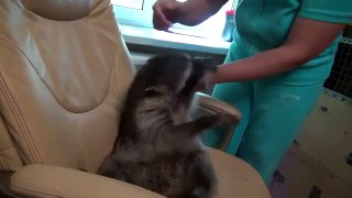 Tickling a Funny Racoon
