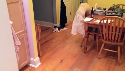 Ice Machine Makes Dog Attack Cat  The Cold Shoulder