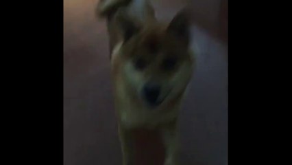 He was born to dance! - BEST VINES