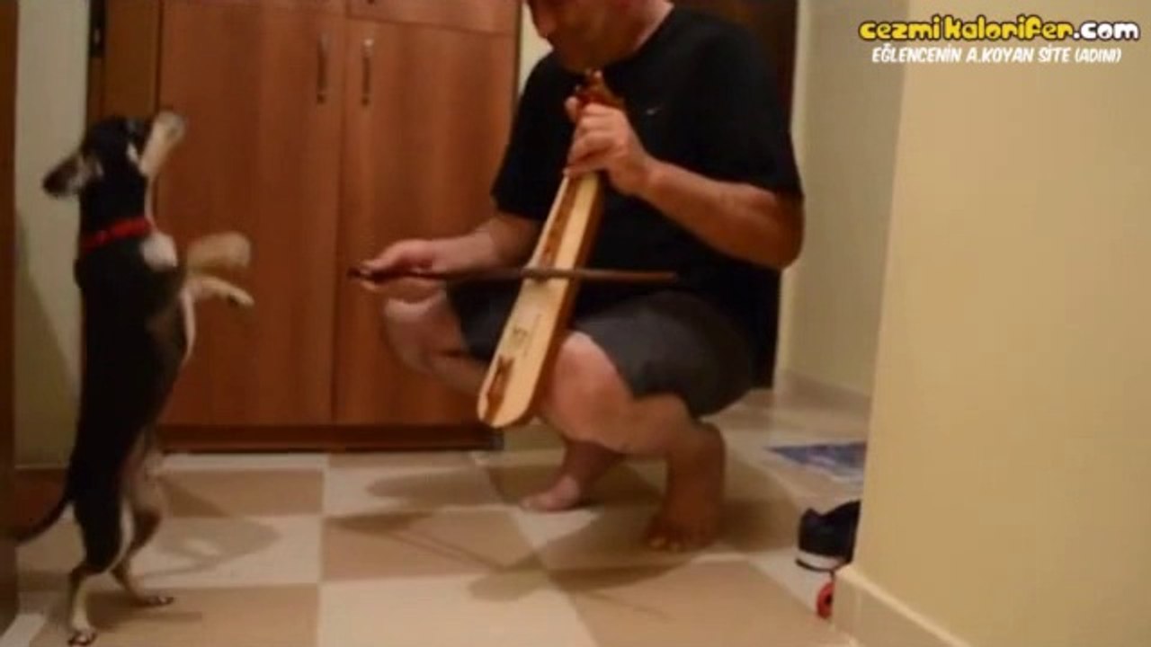 Horon Tepen Köpek