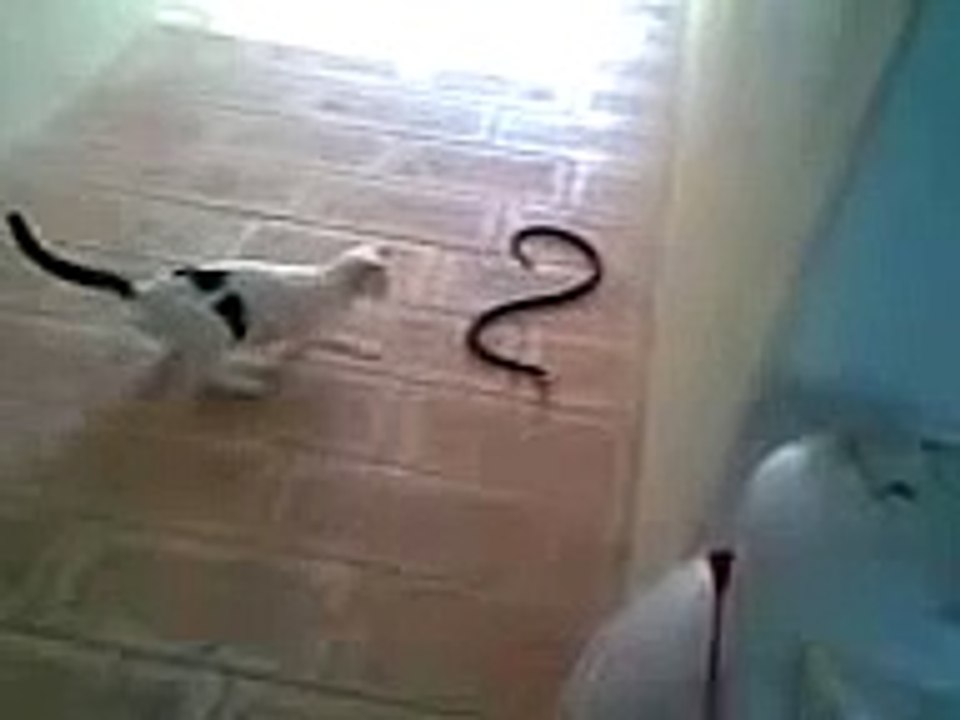 Cat vs Snake