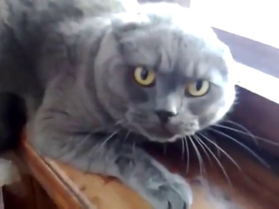 Самый злой кот в мире
