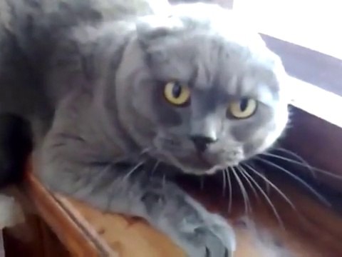 Самый злой кот в мире