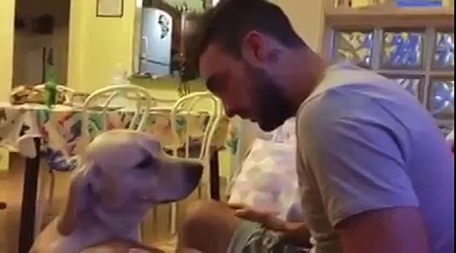 Провинившаяся собака просит прощения