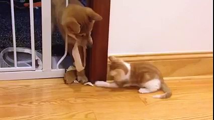 If only all fights were as cute as this one