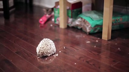 KITTEN MEETS HEDGEHOG