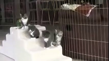 Актеры и зрители Котята и собаки