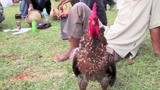 Laughing Rooster Compilation