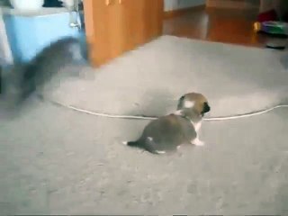 Котёнок и щенок играют друг с другом