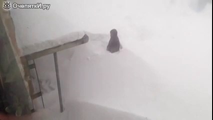 Мужик в Норильске пришел с работы