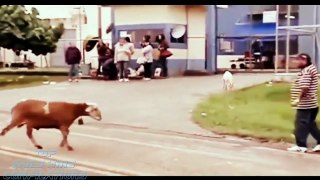 Funny Animals Funny Fails 2015 Funny Cat, Dog and Pets Videos Ever