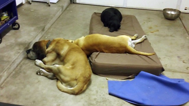 Mastiffs Taken A Break