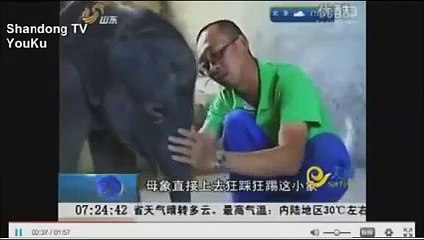 Baby Elephant CRIES For 5 Hours After Violently Being Rejected By Mother In Zoo