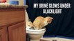 11 Secrets Cats Dont Want You To Know