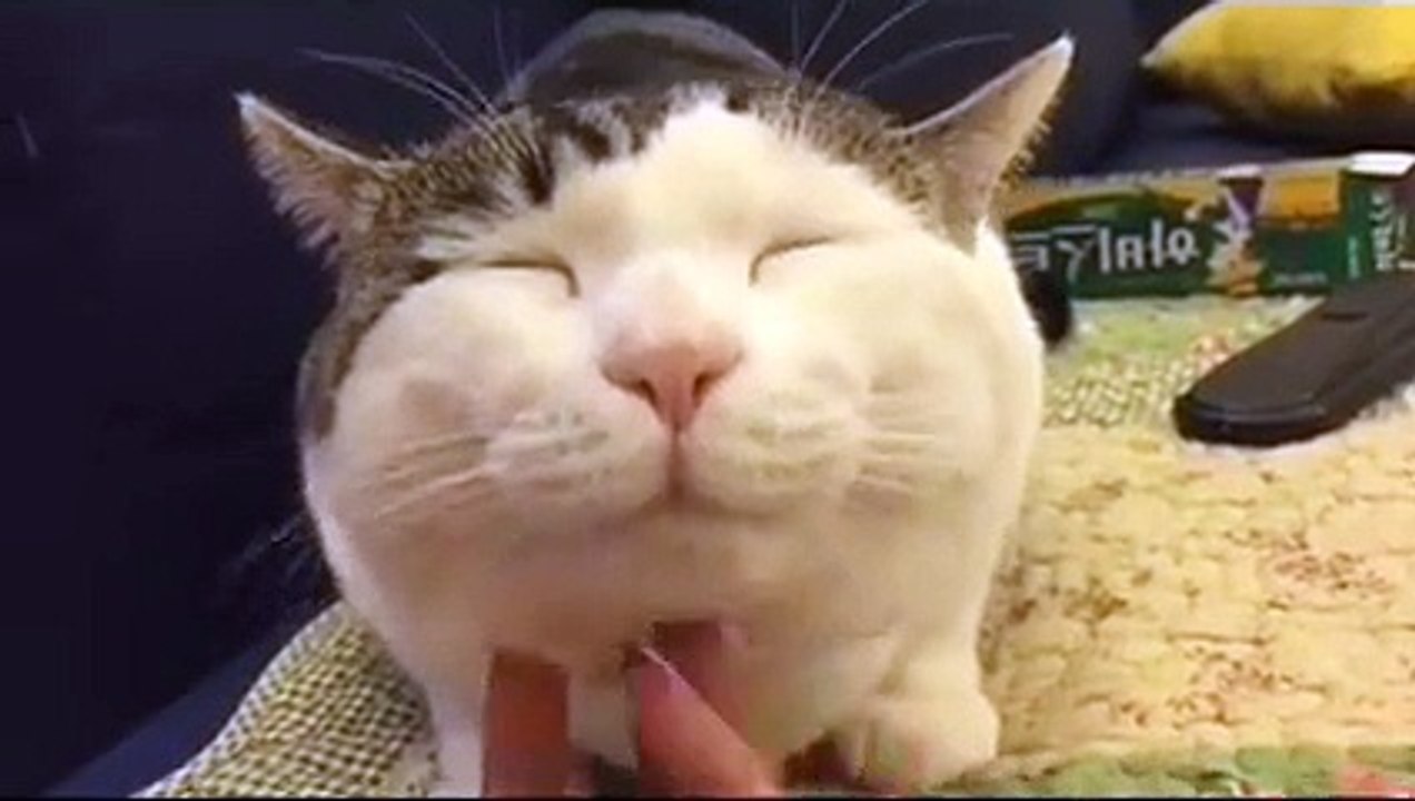 les bonheurs des chats