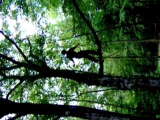 Acrobranche et dérapage !