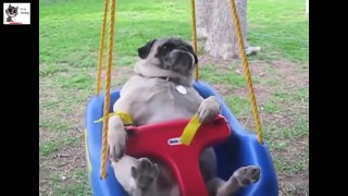 BEST FUNNY DOGS COMPILATION 2015 30 Minutes of Best Dog and Puppy Fails!