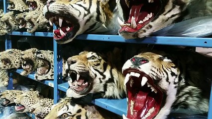 The Coolest Animal You Know Nothing About (And How We Can S