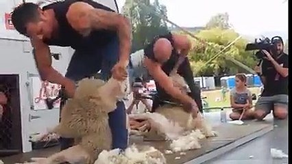 Sheep Shearing Contest Local Fair Amazing Video