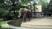 Elephant Flings Poop at Man