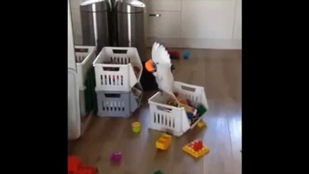 Hilarant ! Je serais surpris si ceci ne vous faisait pas sourire !