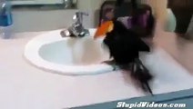 Toucan Takes A Bath _ Funny Videos 2015