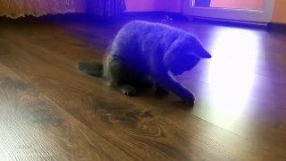 My cat thinks she is a squirrel | Funny Cat