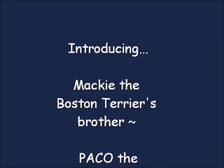 Paco the Talking Chihuahua dog says Hello & I Love You (Original)