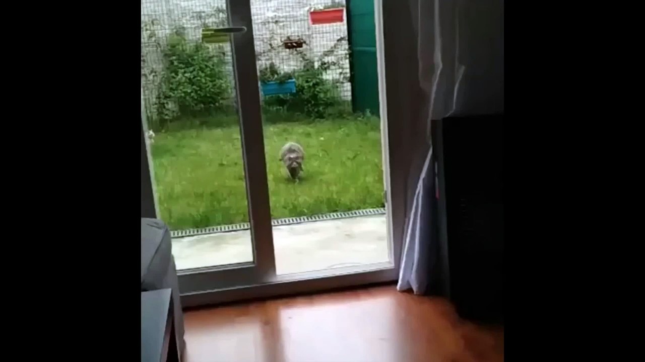 FAIL Compilation 2015 Best Funny Videos 19