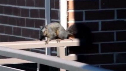Squirrel Survives Twenty-One Floor Jump Off High Rise Building