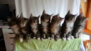 Cats performing to Wiggle Wiggle