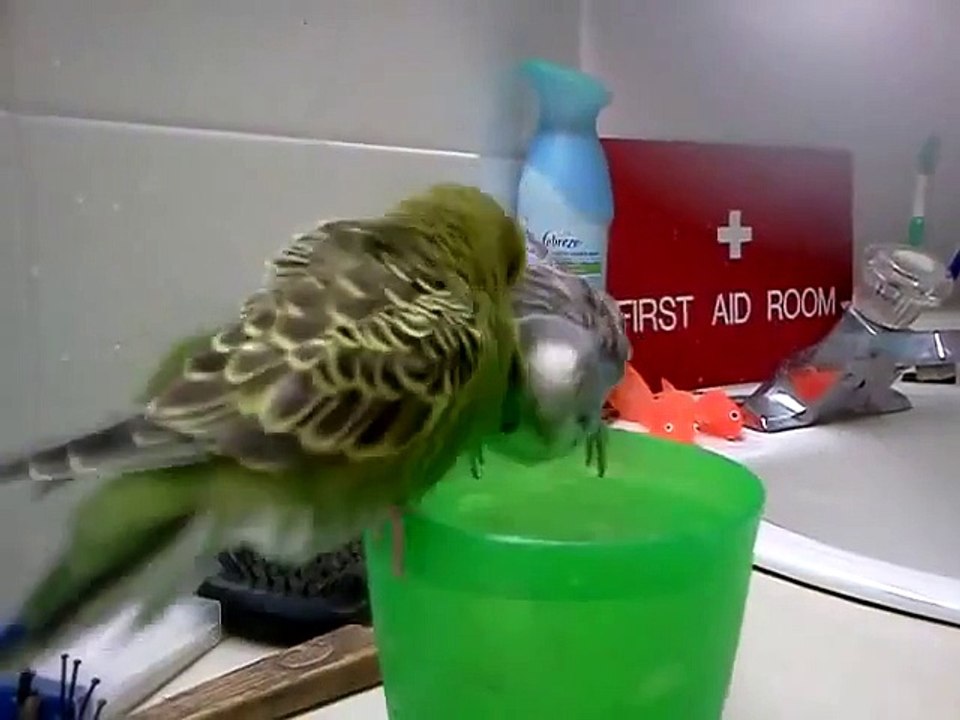 2 Birds, 1 Cup _ Funny Videos 2015