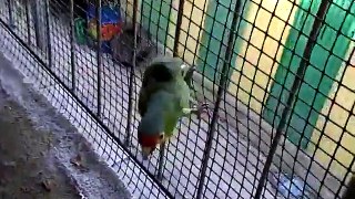Awesome funny Bird vs Dog _ Funny Videos 2015